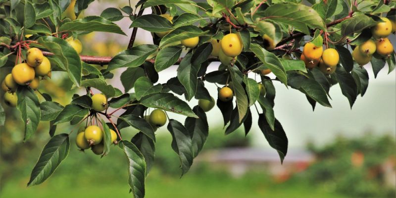 Miedź w ochronie roślin - kiedy profilaktyka działa lepiej niż interwencja