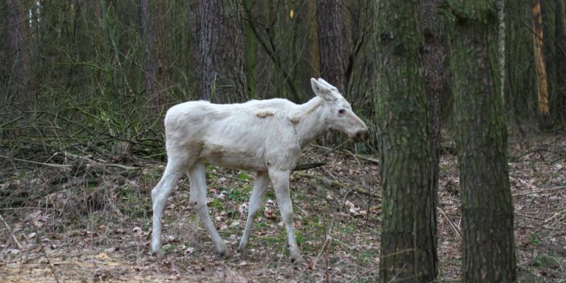 Niezwykły łoś w Kampinosie przyciąga uwagę turystów