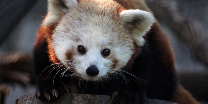 Święty Mikołaj u pandy małej w gdańskim zoo