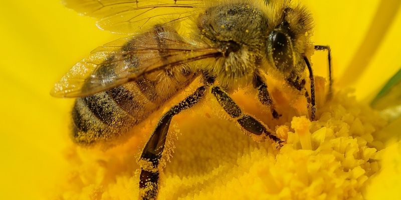 Na ratunek pszczołom