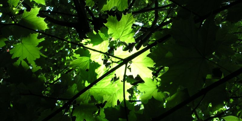 W sobotę 7 maja odbędzie się wspólne sadzenie lasu w Matemblewie