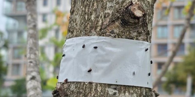 Park nad POW walczy z inwazją szkodników