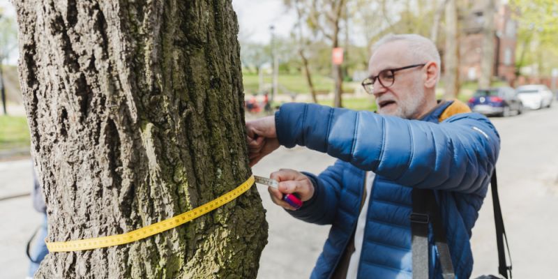 Gdańsk cyfryzuje zieleń. Nowa mapa pozwala sprawdzić każde drzewo i zgłosić problem jednym kliknięciem
