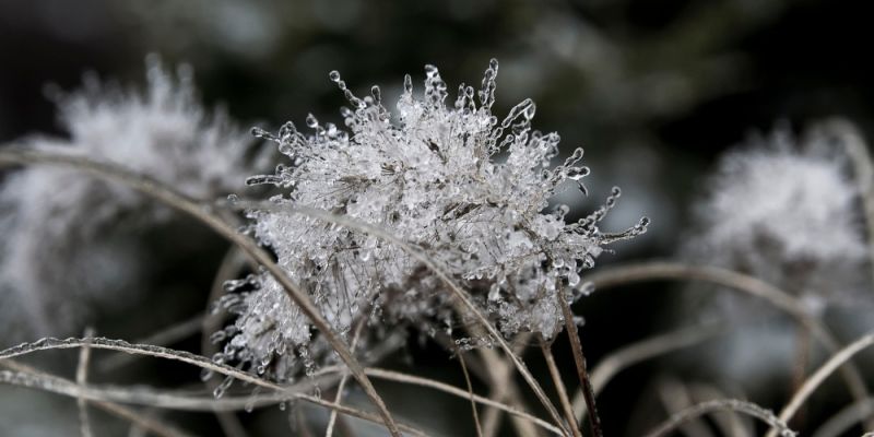 Zimowy tydzień w Warszawie: silny mróz, śnieg i ryzyko gołoledzi