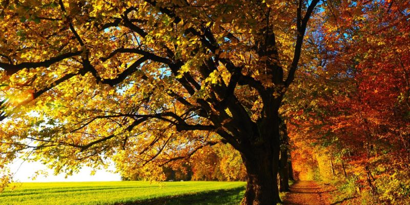 Prognoza pogody na nadchodzący tydzień: chmury, przelotne deszcze i jesienne temperatury
