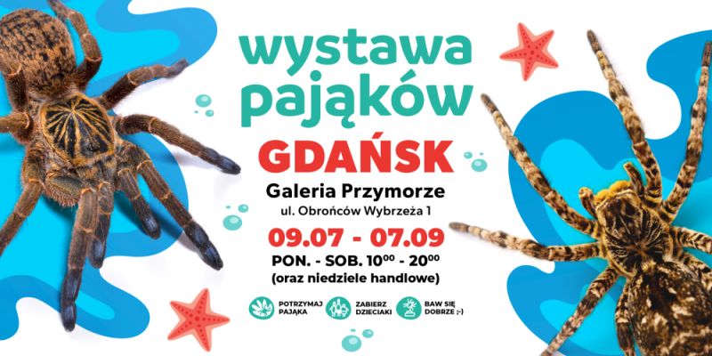 Wystawa pająków w Galerii Przymorze