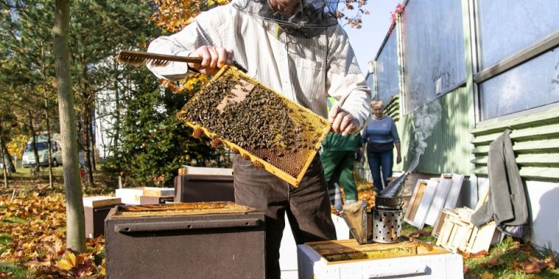 Setki tysięcy nowych pszczół w Warszawie