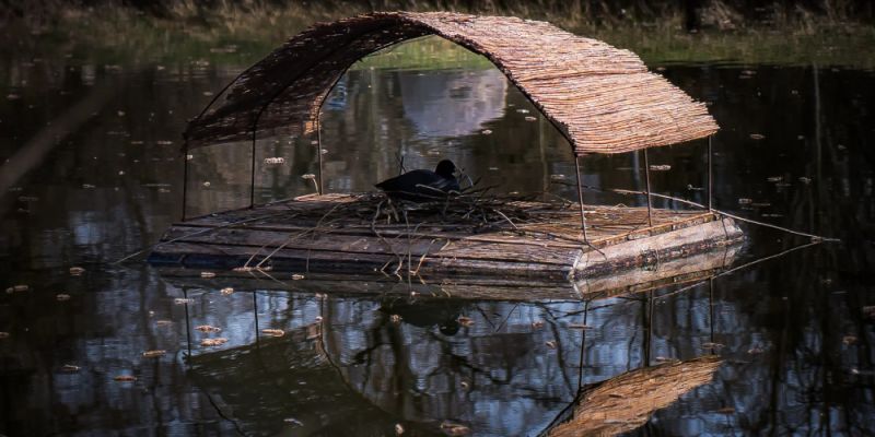 ZZW rozstawił 51 tratw dla ptaków wodnych