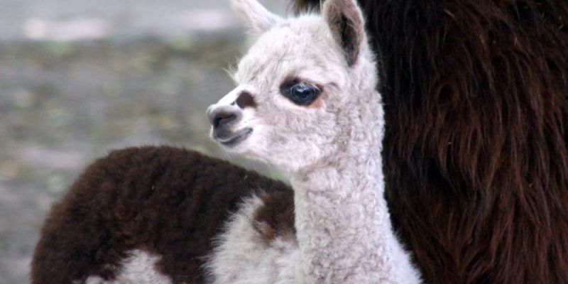 Nowy mieszkaniec Warszawskiego Zoo. Samczyk Alpaki o imieniu Rico