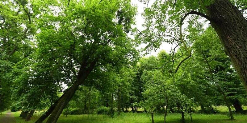 Drzewa w Gdańsku jak w Amsterdamie? Radni dzielnicy Aniołki proponują nowe rozwiązania