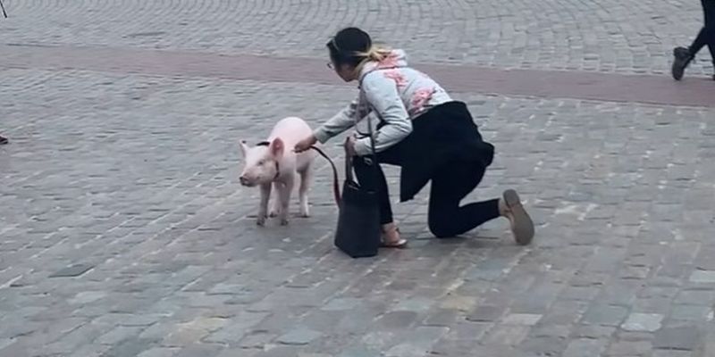 W środku Warszawy kobiecie skradziono świnię