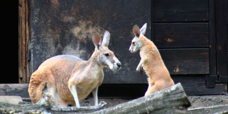 Nowy mieszkaniec warszawskiego zoo – urodził się mały kangur rudy