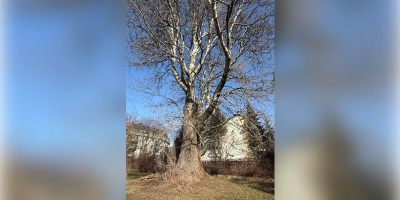 Protest na Saskiej Kępie. Mieszkańcy obawiają się o los pomnika przyrody
