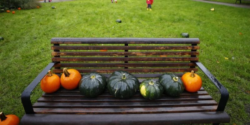 Skarby jesieni na gdańskich zieleńcach