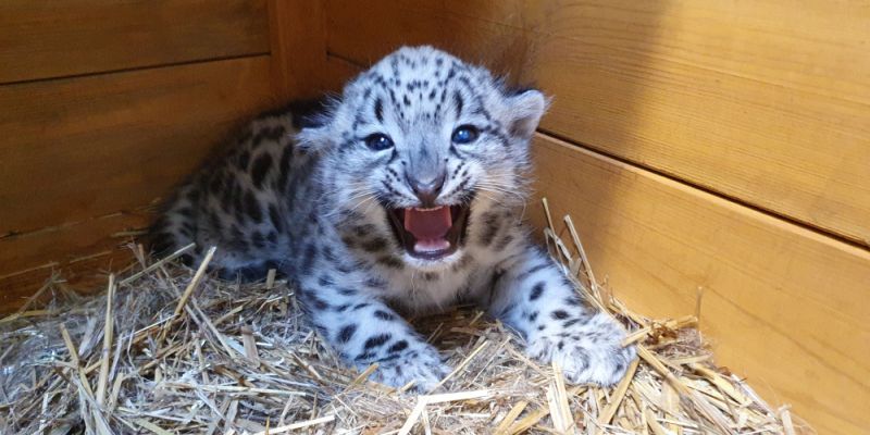 „Duch gór” urodził się w warszawskim ZOO