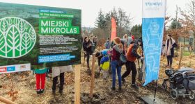 Inwestycje w „Zielone Miasto”. Gdańsk otrzymał dofinansowanie na ochronę przyrody