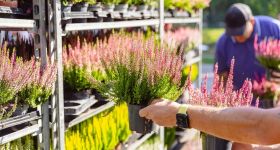 Głosowanie w Budżecie Obywatelskim: Piknik w Brzeźnie z wrzosami za oddany głos