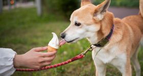Lody dla czworonoga? W Trójmieście mamy do czynienia z nowym trendem
