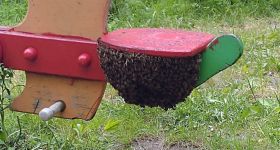 Rój pszczół na placu zabaw