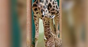 W gdańskim zoo przyszło na świat żyrafiątko