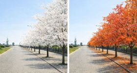 Gdynia: Kwitnąca aleja wiśni zamiast starych głogów w Śródmieściu