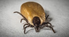 Rozpoczyna się sezon kleszczowy