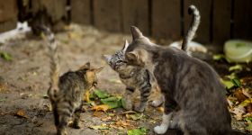 Koniec niekontrolowanego rozmnażania? Sterylizacja i czipowanie kotów z dotacją